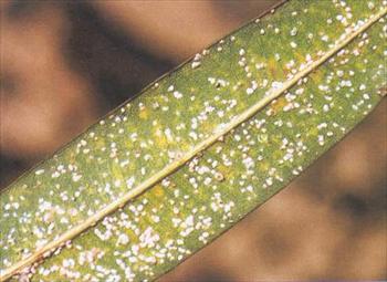 سپردار مارچوبه ( سپردار خرزهره )